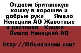 Отдаём британскую кошку в хорошие и добрые руки.  - Ямало-Ненецкий АО Животные и растения » Кошки   . Ямало-Ненецкий АО